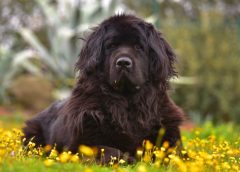 The Pros and Cons of Adopting a Large Dog Breed