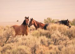 Essential Supplies for Wild Horse Photography