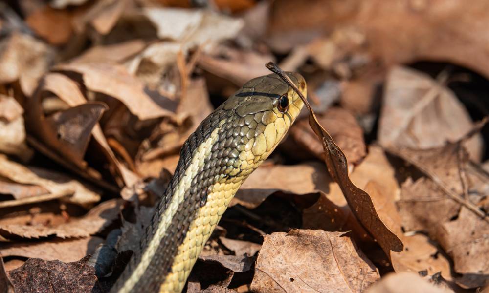 A close-up of a brown and tan eastern garter snake moving through a pile of dry brown leaves on a sunny day.